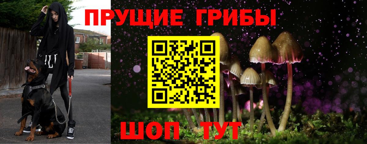 Галлюциногенные грибы Cubensis  Псилоцибиновые грибы прущие грибы  Вход с VPN  Заводоуковск 